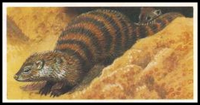 16 Banded Mongoose